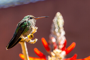 hummingbird on a branch
