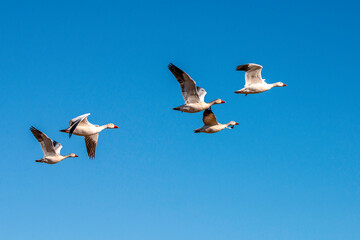 Snow Geese in flight