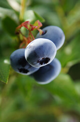 Cztery owoce borówki na gałązce pięknie oświetlone słońcem © Katarzyna