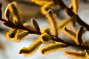 gelbe Blütenkätzchen im Frühling