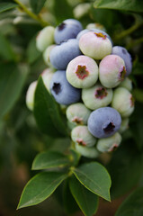 Dojrzewające owoce borówki wysokiej amerykańskiej na plantacji