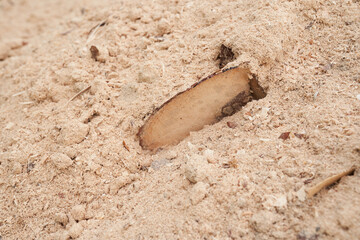 Sawdust stacked in a slide with a log in the middle. The background is made of natural sawdust. Recycling of woodworking waste in the workshop. High quality photo