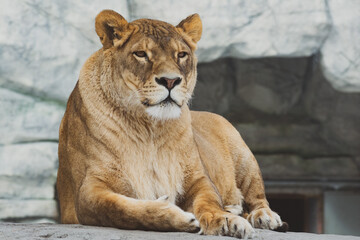 A lioness is resting on the stones