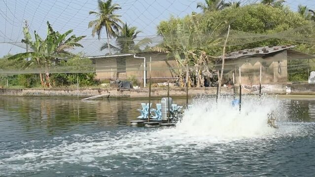 Man made fish and prawn farming farms located in Goa which rear and breed fish and prawns and shrimps for local consumption and export