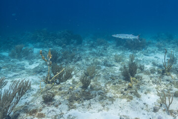 Seascape with Barracuda, coral, and sponge in the coral reef of the Caribbean Sea, Curacao