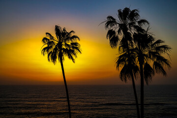 Fototapeta na wymiar 2022-04-09 A BEAUTIFUL ORANGE SUNSET IN LA JOLLA CALIFORNIA WITH BACKLIT PALM TREES AND A CALM DARK PACIFIC OCEAN