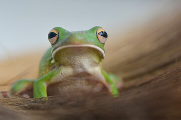 Whitelips tree frog