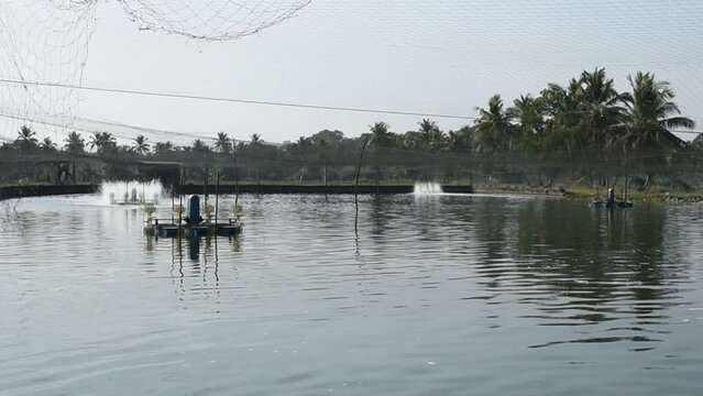 Man made fish and prawn farming farms located in Goa which rear and breed fish and prawns and shrimps for local consumption and export