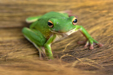 Whitelips tree frog