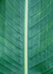 Close up detail with green tropical banana leaf. Dwarf cavendish leaf texture.