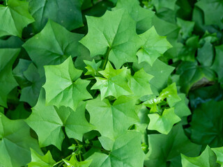 Close up detail with green leaves foliage of Delairea odorata also known as cape ivy or german ivy