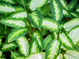 Close up with the foliage of the ornamental plant Dieffenbachia seguine, also known as dumbcane or tuftroot. Aglaonema pseudobracteatum green leaves