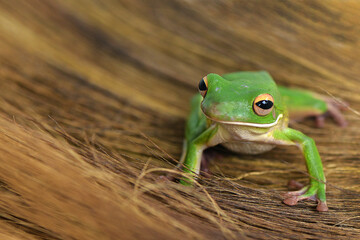 Whitelips tree frog