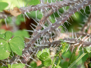 Thorny branches of Euphorbia milii also known as the crown of thorns, Christ plant, or Christ thorn.