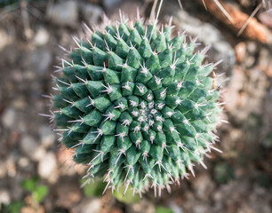 Close up with Mammillaria sempervivi cactus.. View from above