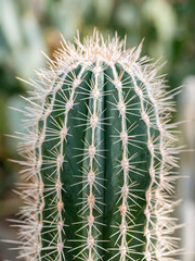 Close up detail with Pachycereus pringlei, also known as Mexican giant cardon or elephant cactus