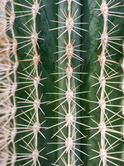 Close up detail with Pachycereus pringlei, also known as Mexican giant cardon or elephant cactus