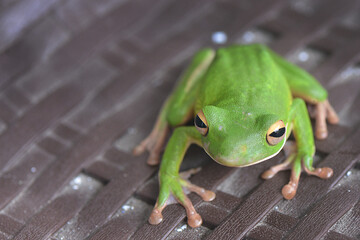 Whitelips tree frog