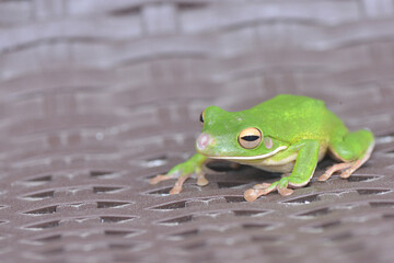 Whitelips tree frog