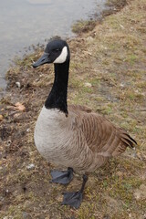 Wild Canada goose enjoying a beautiful day on the shores of Howards Pond, in Elkton, Cecil County, Maryland.