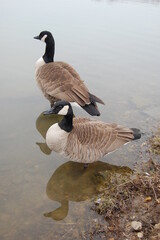 A pair of Canadian geese wading in the shallows of Howards Pond, in Elkton, Cecil County, Maryland.