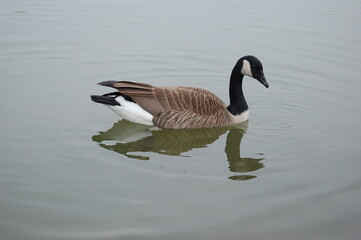 Wild Canadian goose swimming in the waters of Howards Pond, in Elkton, Cecil county, Maryland.