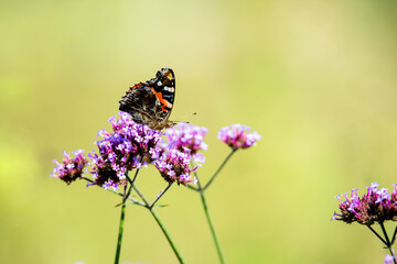 Red butterflies fluttered among the flower