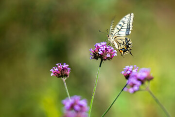 butterfly on a flower