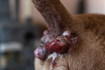 Perianal adenoma in an old dog. The condition of the skin of the anal of the animal before castration. Paraanal glands of a dog. Health of dogs. Pet care. - obrazy, fototapety, plakaty