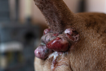 Perianal adenoma in an old dog. The condition of the skin of the anal of the animal before...