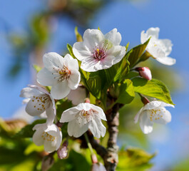 Spring blossoms of 