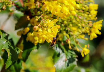 Hoverfly or hover fly 