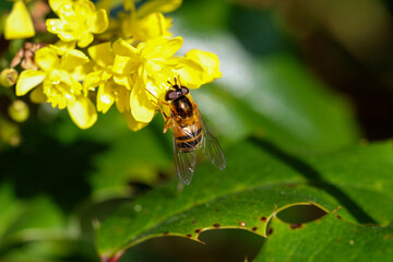 Fototapeta premium Hoverfly or hover fly taking pollen or nectar from yellow flowers of Mahonia shrub. Insect wings over green leaf. Spring in Dublin, Ireland