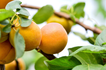 The sweet and sour apricot is ripe