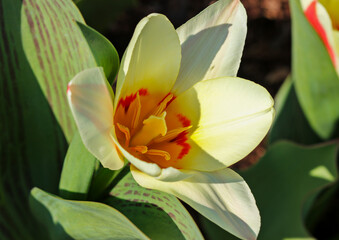Tulipa Kaufmaniana 