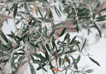 Wild olive tree branches on white wall background