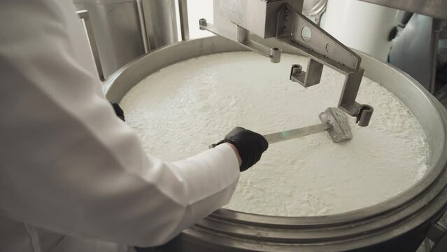 A worker of the cheese factory, who is in the production room, shovels the mixture for making cheese. Close-up of a hand with a spatula. Cheese making technology. Smooth camera movement