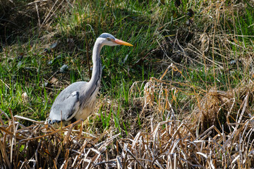 Grey Heron (Ardea cinerea), Lagan River, Belfast, Northern Ireland, UK