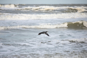Fototapeta na wymiar Cormorant, Phalacrocorax carbo, in extended flight position flying low over raging menacing waves of the sea surf
