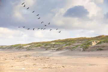 Fototapeta premium Coastal landscape Dutch North Sea coast during sunrise with dunes smoothed by storm winds and shadows and sunlit on dune tops with group of flying Canada Geese, Branta canadensis