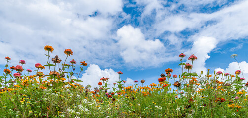 Beautiful summer flowery meadow of red or pink and orange blooms under white clouds on blue sky. Mix of various flowers as zinnia or dahlia, marigold and alyssum in ornamental flowerbed of green lawn.