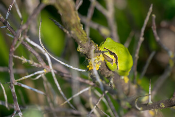 European Tree Frog (Hyla arborea) adult resting on a shrub in the dunes