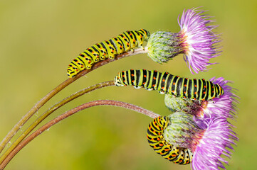 Macro shots, Beautiful nature scene. Close up beautiful caterpillar of butterfly  