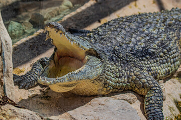 close up of a crocodile