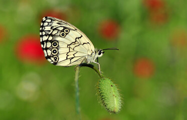 Macro shots, Beautiful nature scene. Closeup beautiful butterfly sitting on the flower in a summer garden.