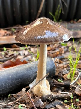 funghi