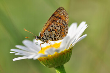 Macro shots, Beautiful nature scene. Closeup beautiful butterfly sitting on the flower in a summer garden.
