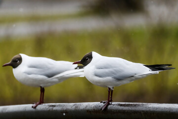Selective focus photo. Black headed gull bird. Chroicocephalus ridibundus.