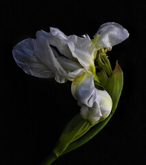 bearded iris in strong sunlight and deep shadow - 497972054