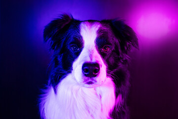 Puppy dog border collie on multicolored studio dark background in neon gradient pink purple blue light. Cute pet dog. Animal life pets love concept
